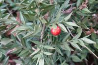 Ruscus aculeatus
