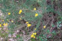 Ulex europaeus