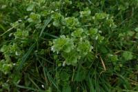 Veronica persica