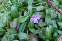 Vinca minor