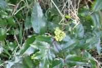 Berberis aquifolium