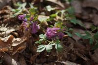 Corydalis solida