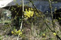 Cornus mas