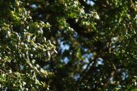 Buxus sempervirens