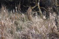 Typha latifolia