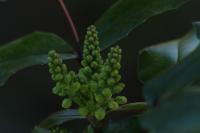Berberis aquifolium