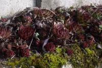 Sempervivum tectorum