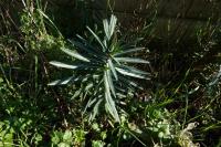 Euphorbia lathyris