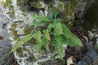 Polypodium vulgare