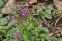 Corydalis solida