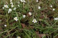 Anemone nemorosa