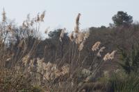 Phragmites australis