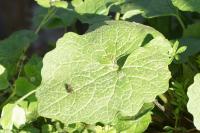 Alliaria petiolata