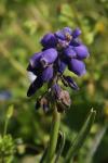 Muscari neglectum