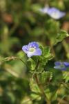 Veronica persica