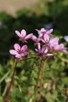 Erodium cicutarium