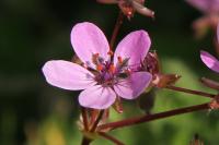 Erodium cicutarium