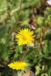 Hypochaeris radicata