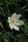 Anemone nemorosa