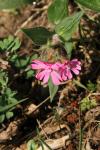 Silene dioica