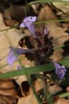Glechoma hederacea