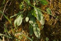 Rumex acetosa