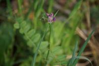 Vicia sepium
