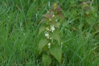 Lamium album
