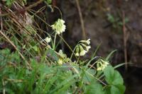 Primula elatior