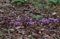 Lathraea clandestina