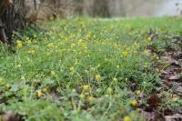Ranunculus auricomus