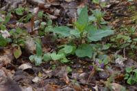 Scrophularia nodosa