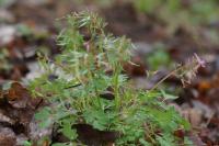Corydalis solida