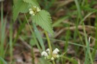 Lamium album
