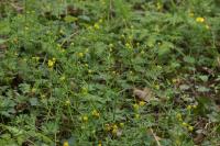 Ranunculus auricomus