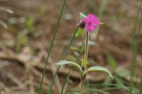 Silene dioica