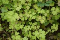 Isopyrum thalictroides
