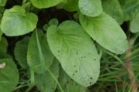 Scrophularia auriculata
