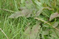 Rumex crispus