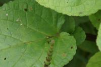 Equisetum arvense