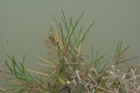 Glyceria fluitans