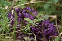 Lathraea clandestina