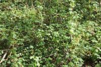 Ribes rubrum