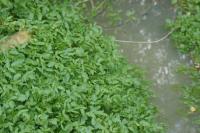 Helosciadium nodiflorum