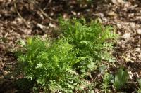 Cardamine impatiens