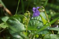 Viola riviniana