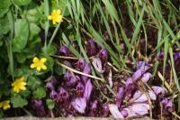 Lathraea clandestina