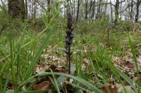 Ajuga reptans
