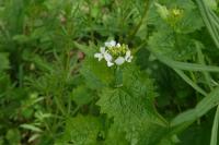 Alliaria petiolata