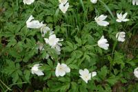 Anemone nemorosa